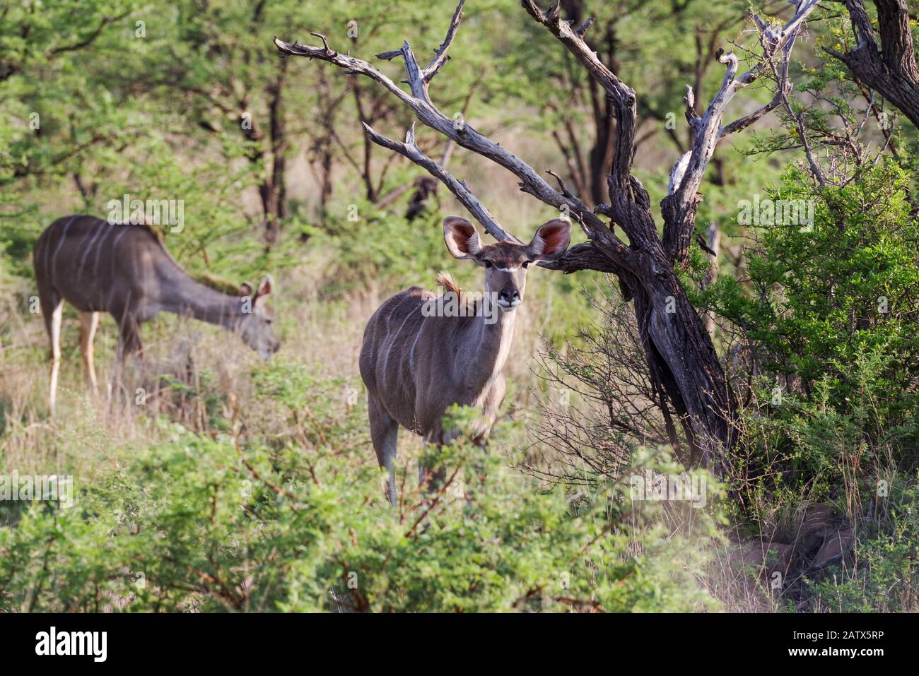 Petit troupeau de kudus dans la Réserve de jeux privés de Nambiti - Kwazulu Natal, Afrique du Sud Banque D'Images