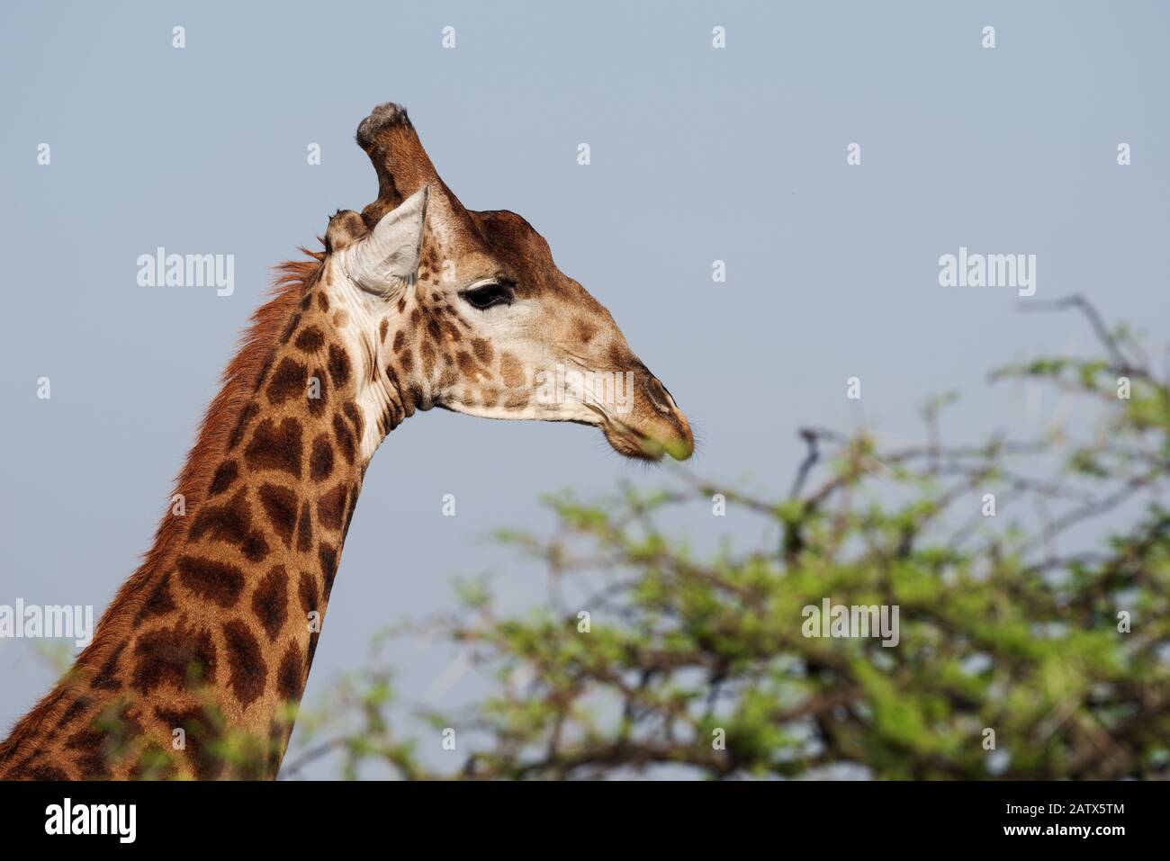 Tête d'une girafe qui domine le paysage environnant dans la Réserve de jeux privés de Nambiti (Kwazulu Natal, Afrique du Sud) Banque D'Images