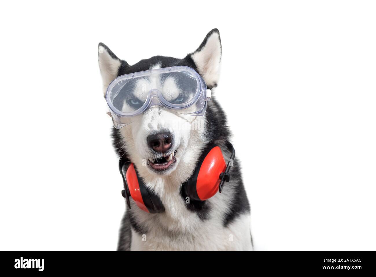 Un travailleur de chien husky drôle dans les lunettes de construction et les écouteurs pour une protection proche de l'oreille. Banque D'Images