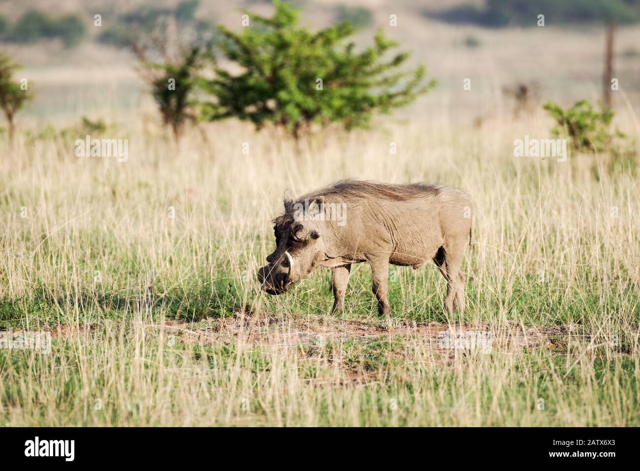 Warthog traversant la savane dans la réserve de gibier privée de Nambiti - KwaZulu-Natal, Afrique du Sud Banque D'Images