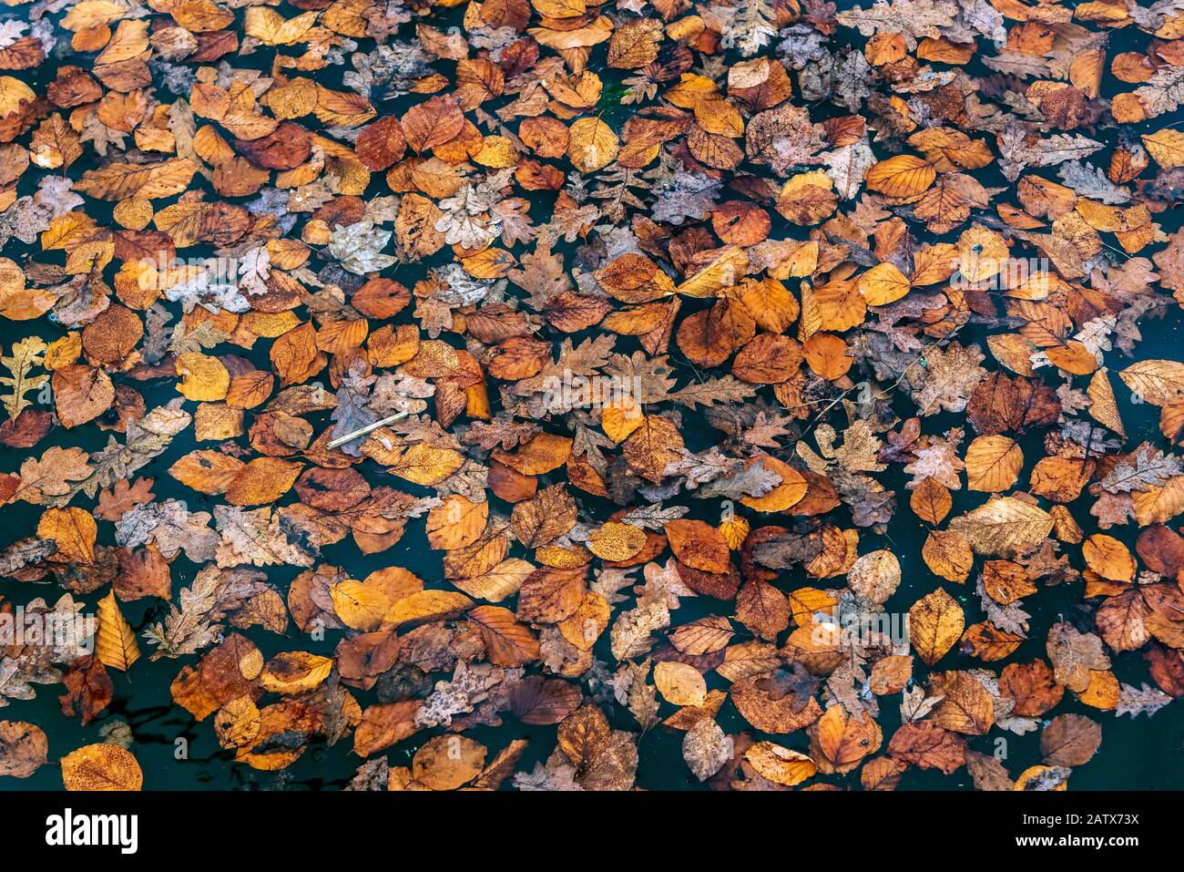 Feuilles d'automne colorées flottant sur le pondwater. Banque D'Images