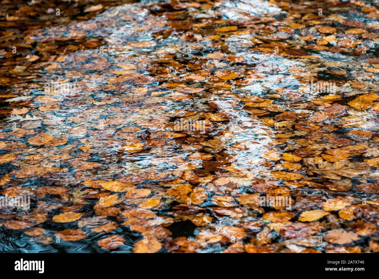 Feuilles d'automne colorées flottant sur le pondwater. Banque D'Images