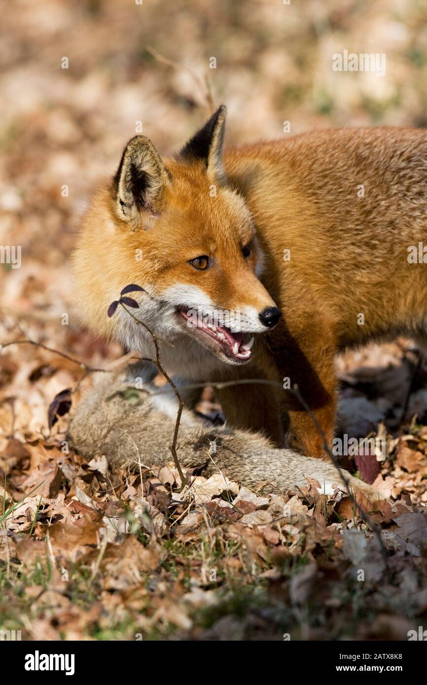 Le renard roux, Vulpes vulpes, homme chasse lapin sauvage, Normandie Banque D'Images