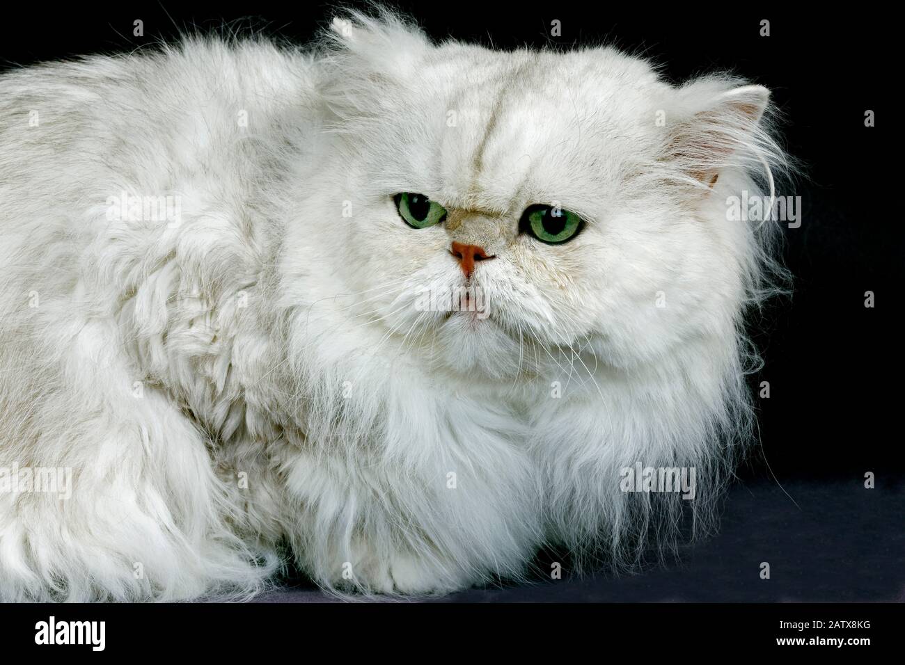 Chat Domestique Perse Chinchilla Argent Avec Yeux Verts Adulte Pondu Sur Fond Noir Photo Stock Alamy