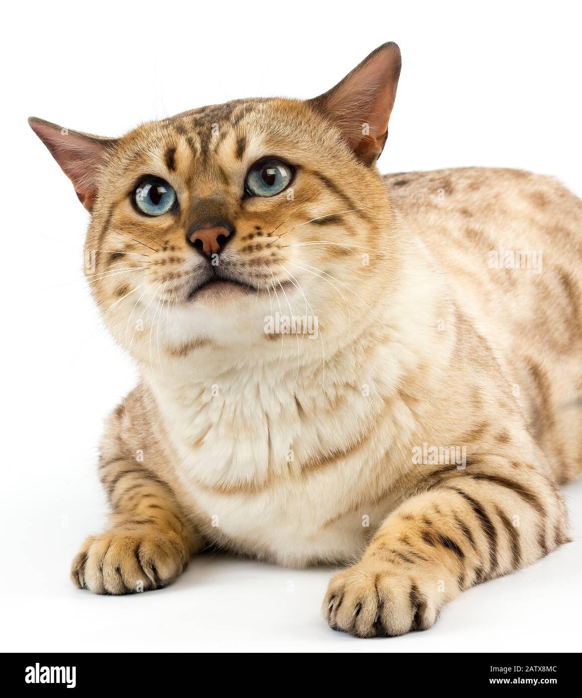 Seal Mink Tabby Bengal chat domestique, homme aux yeux bleus portant contre fond blanc Banque D'Images