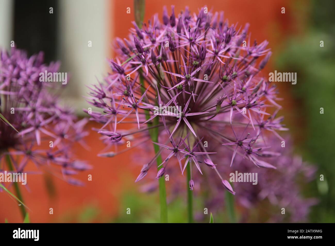 Allium Purple Sensation en pleine fleur en été Banque D'Images