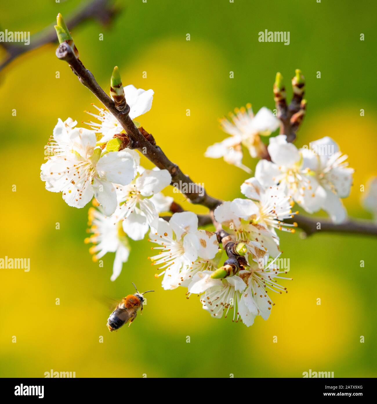 Abeille minière à queue d'orange - Andrena hémorroa - volant vers les fleurs d'un arbre de Prune fleuri au printemps. Banque D'Images