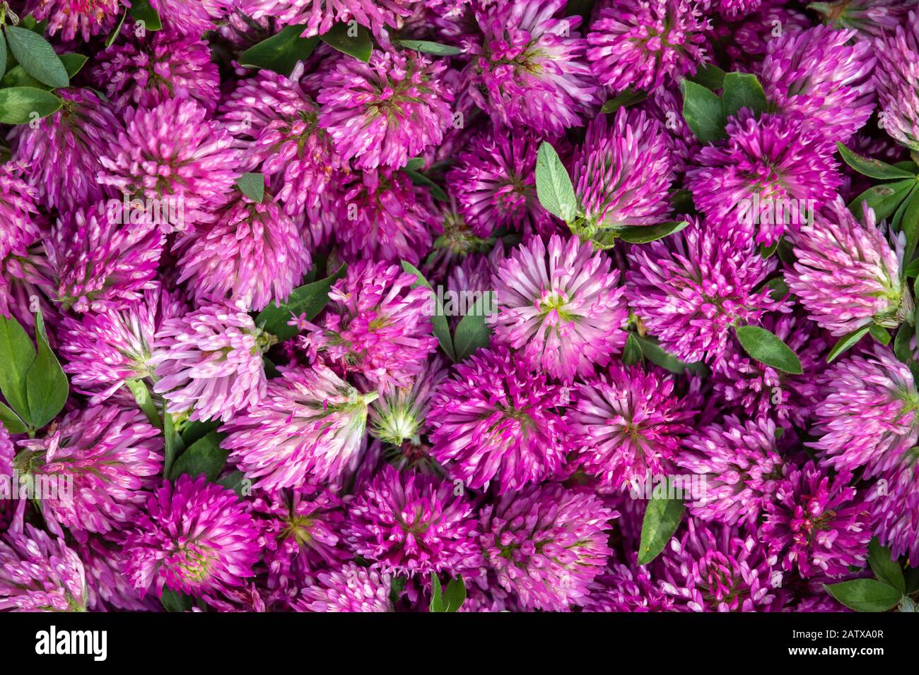 Têtes de fleurs récoltées de Clover rouge - Trifolium pratense. Banque D'Images