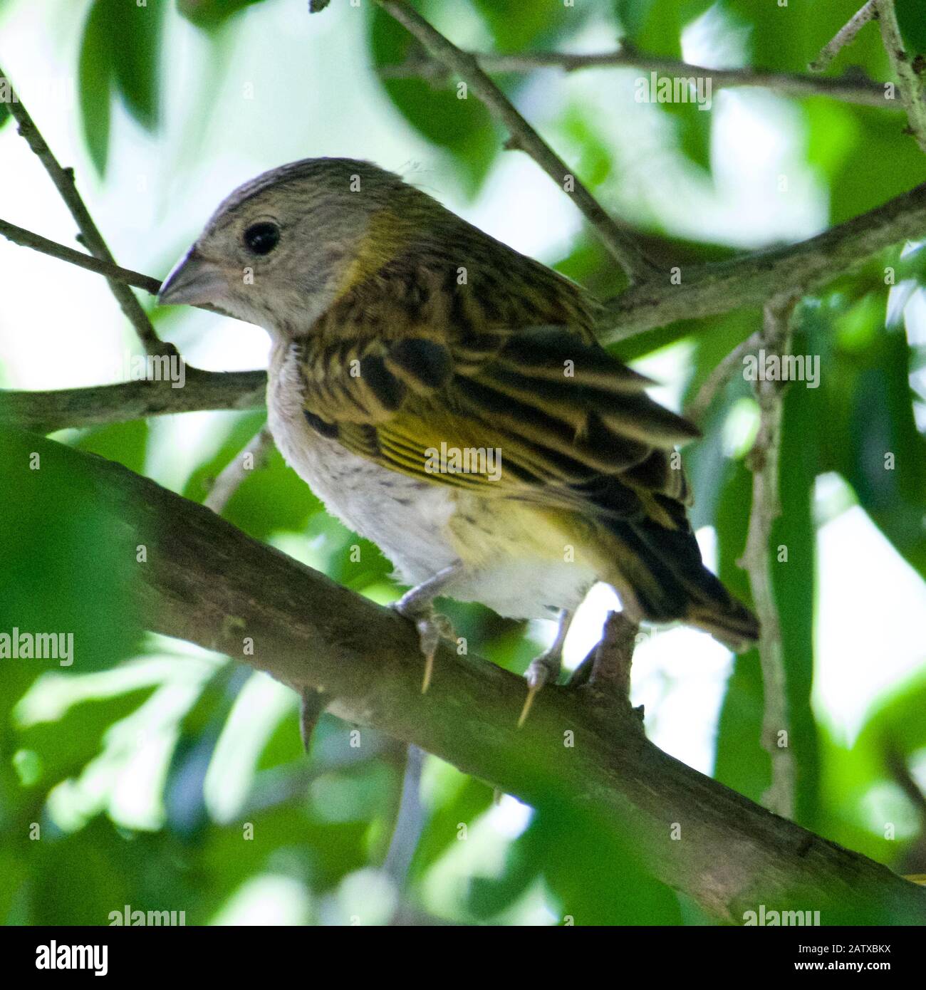Canaries De L'Atlantique. Un petit oiseau sauvage brésilien. Banque D'Images