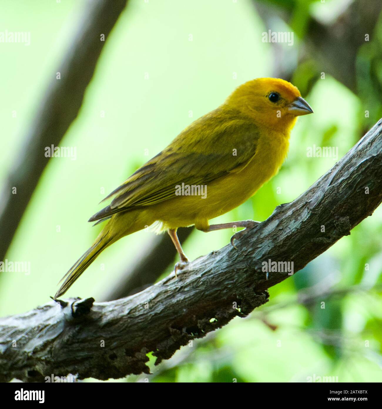 Canaries De L'Atlantique. Un petit oiseau sauvage brésilien. Banque D'Images
