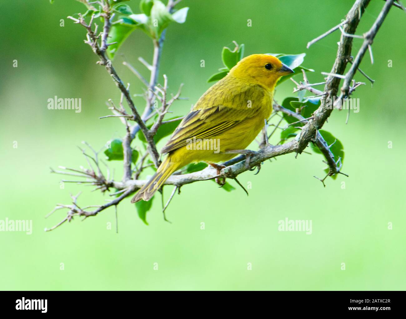 Canaries De L'Atlantique. Un petit oiseau sauvage brésilien. Banque D'Images