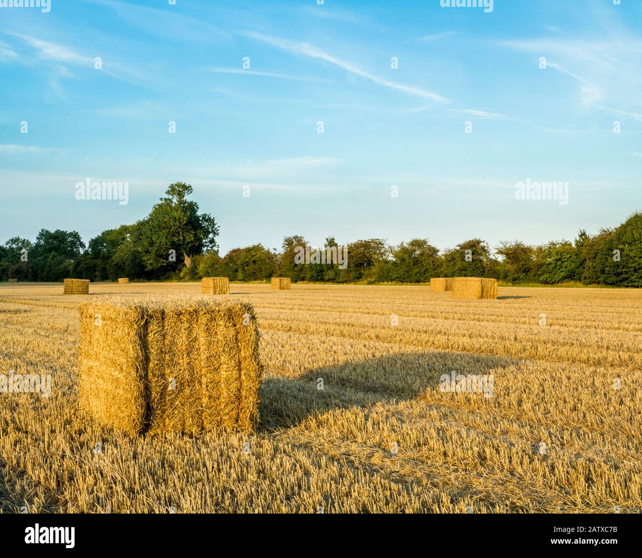 Balle de paille. La paille s'est empaquée et est liée dans des balles en attente de collecte à partir d'un champ après la récolte du blé, Notinghamshire, Angleterre, Royaume-Uni Banque D'Images