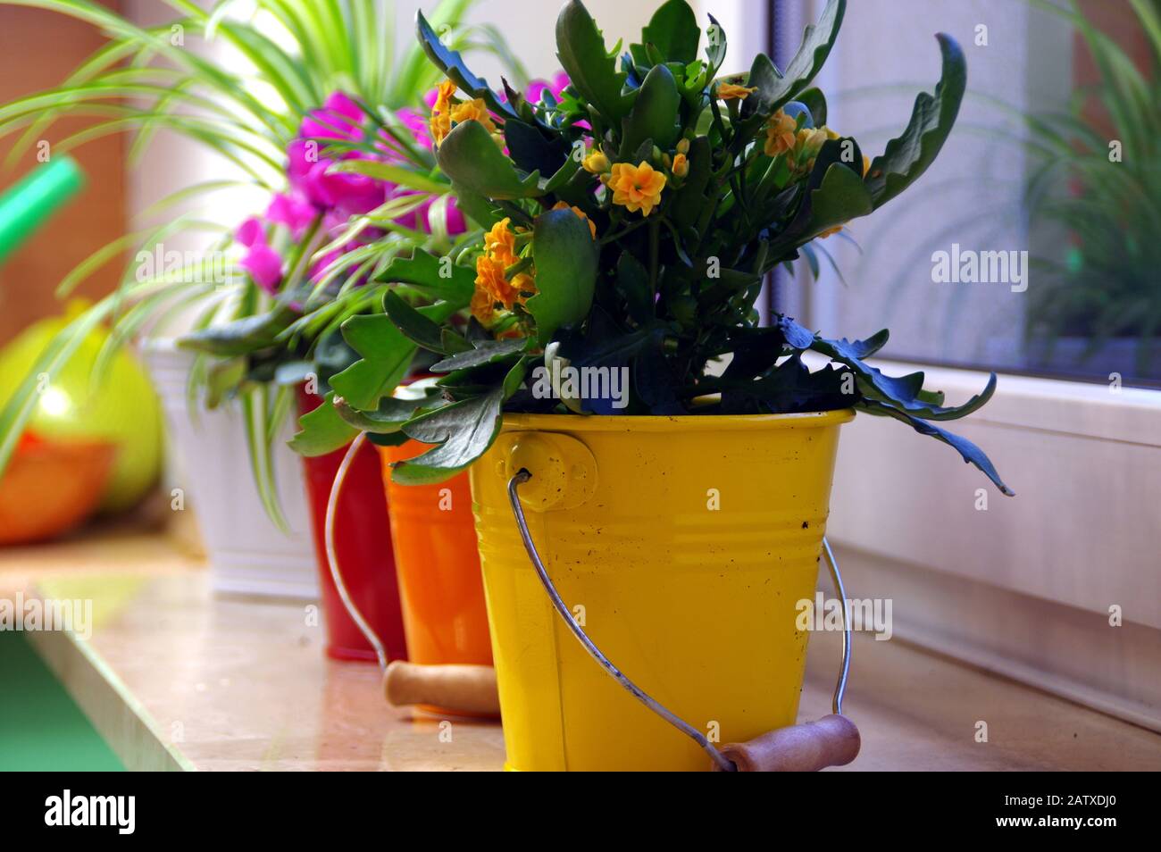 Fleurs dans des seaux colorés sur l'étagère. Jardinage à la maison. Plantes de culture à la maison. Banque D'Images