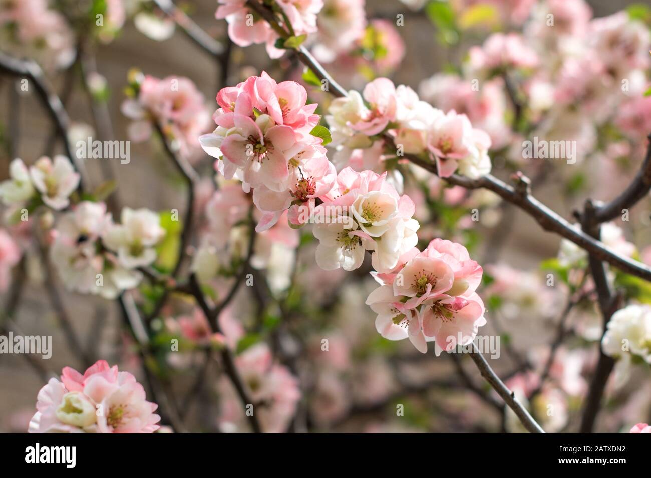 Nippone Vince Rosaceae Spring Blossom Floraison Dans Sheffield Botanical Gardens Uk -Spring Flowers - Blossom Banque D'Images