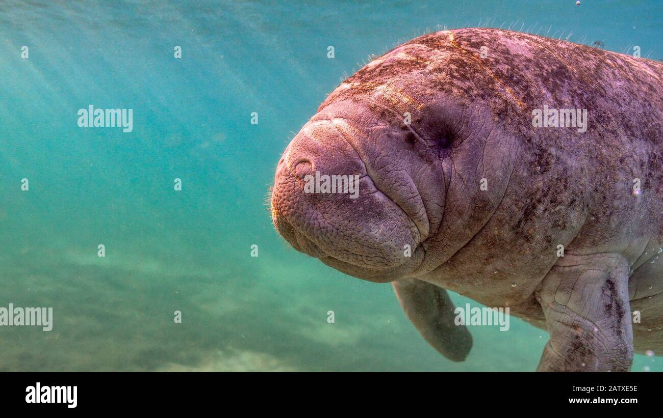 Grand angle proche d'un curieux et amical West Indian Manatee (trichechus manatus) à l'approche de l'appareil photo, avec l'espace de copie à gauche pour te Banque D'Images