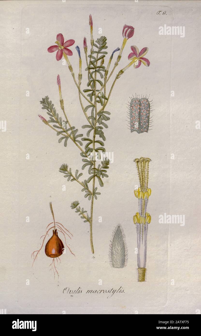 Woodsorrel (Oxidalis macrostylis). Illustration de 'Oxalis Monographia iconibus illustrata' de Nikolaus Joseph Jacquin (1797-1798). Publié en 1794 Banque D'Images