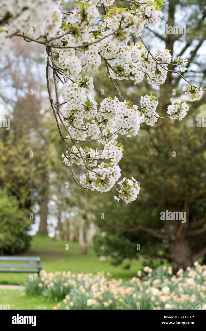 Fleurs Sauvages De Cerisier Fleuries Dans Les Jardins Botaniques De Sheffield Royaume-Uni -Fleurs Printanières - Blossom Banque D'Images