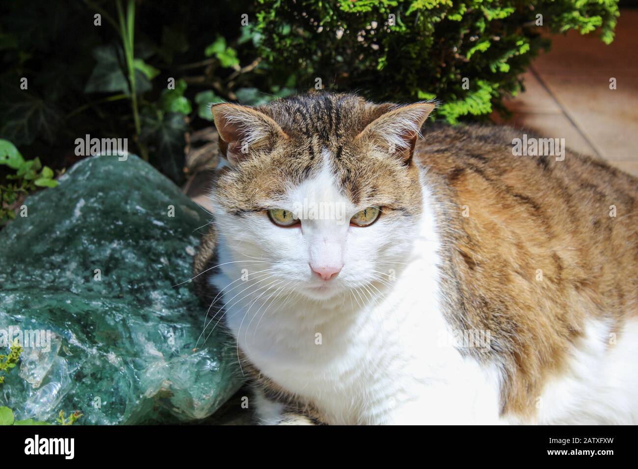 Joli chat chubby prenant un bain de soleil sur la terrasse Banque D'Images