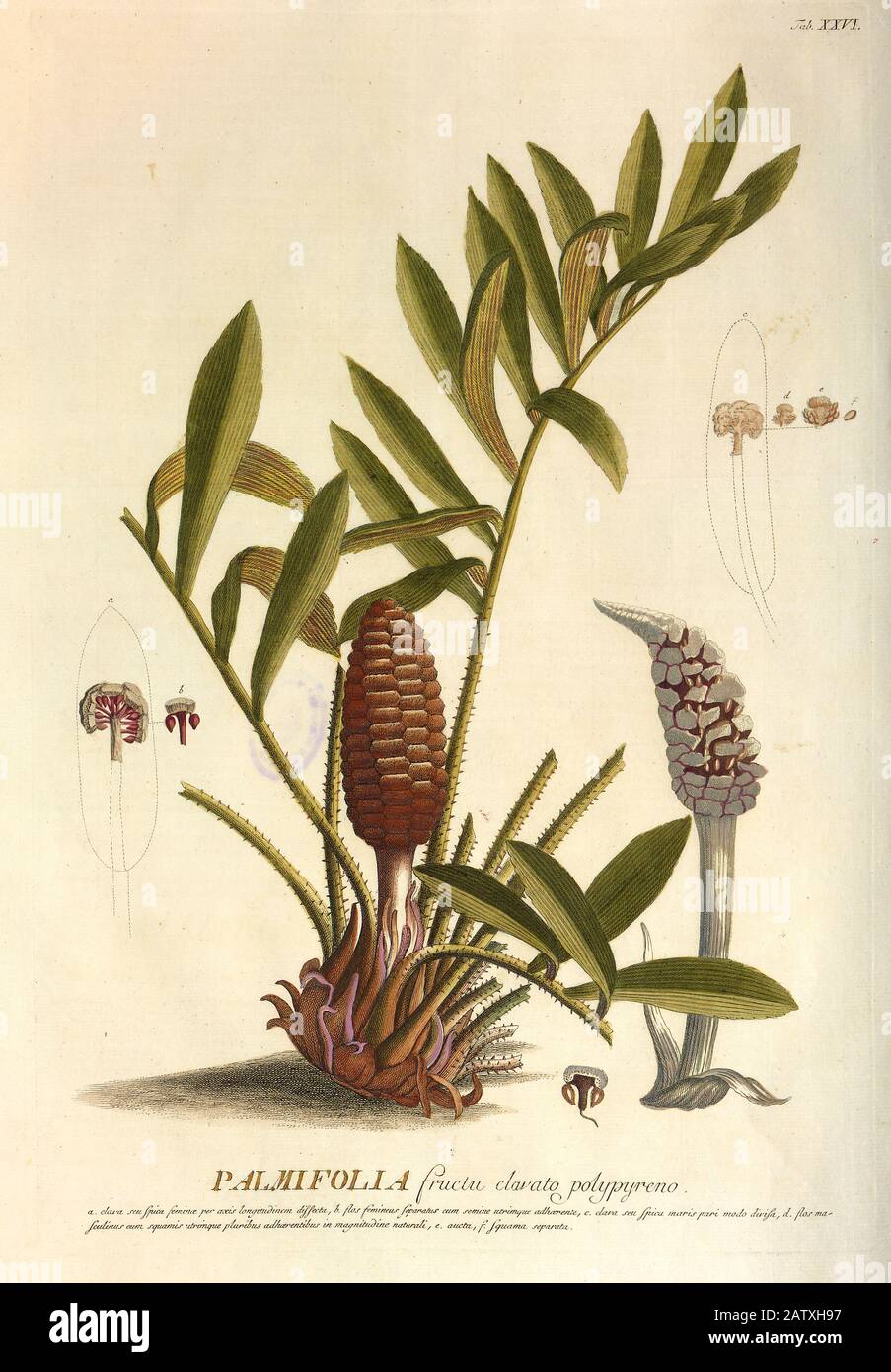 Gravure colorée de Copperplate de Setaria palmifolia de hortus nitidissimus par Christoph Jakob Trew (Nuremberg 1750-1792) Banque D'Images