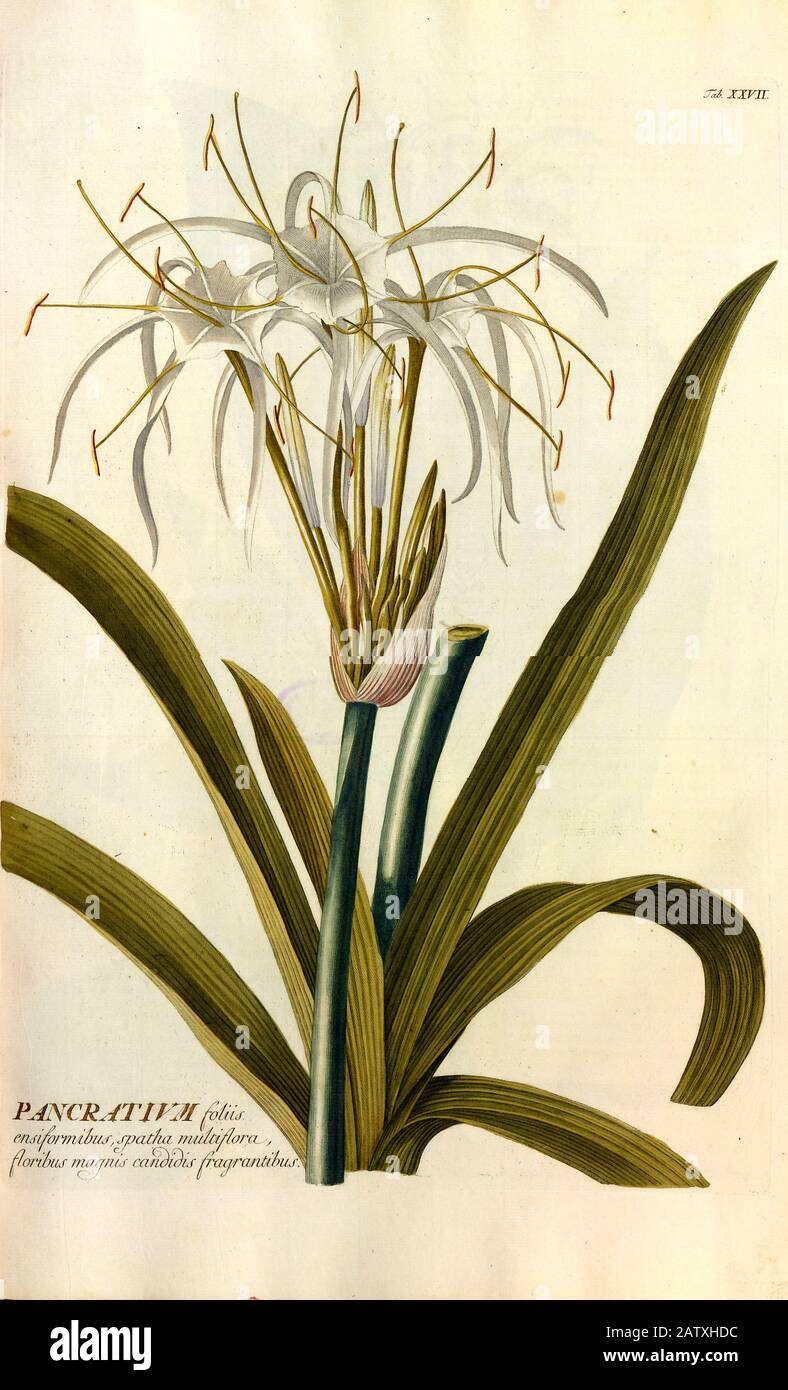 Gravure colorée de Copperplate d'une usine de Pancratium de hortus nitidissimus par Christoph Jakob Trew (Nuremberg 1750-1792) Banque D'Images