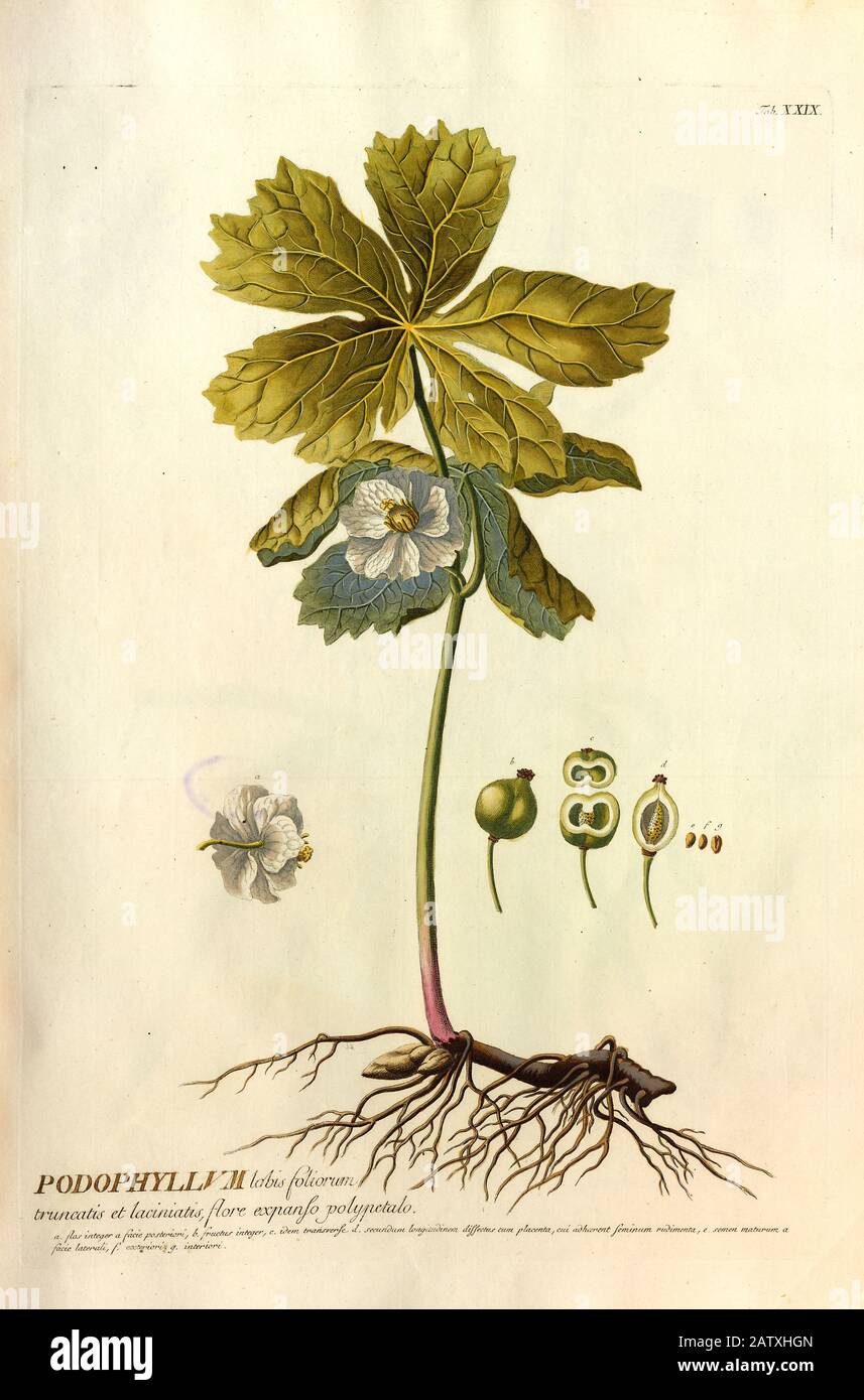 Gravure colorée de Copperplate d'un Podophyllum peltatum (mayApple, American mandrake) de hortus nitidissimus par Christoph Jakob Trew (Nuremberg 175 Banque D'Images