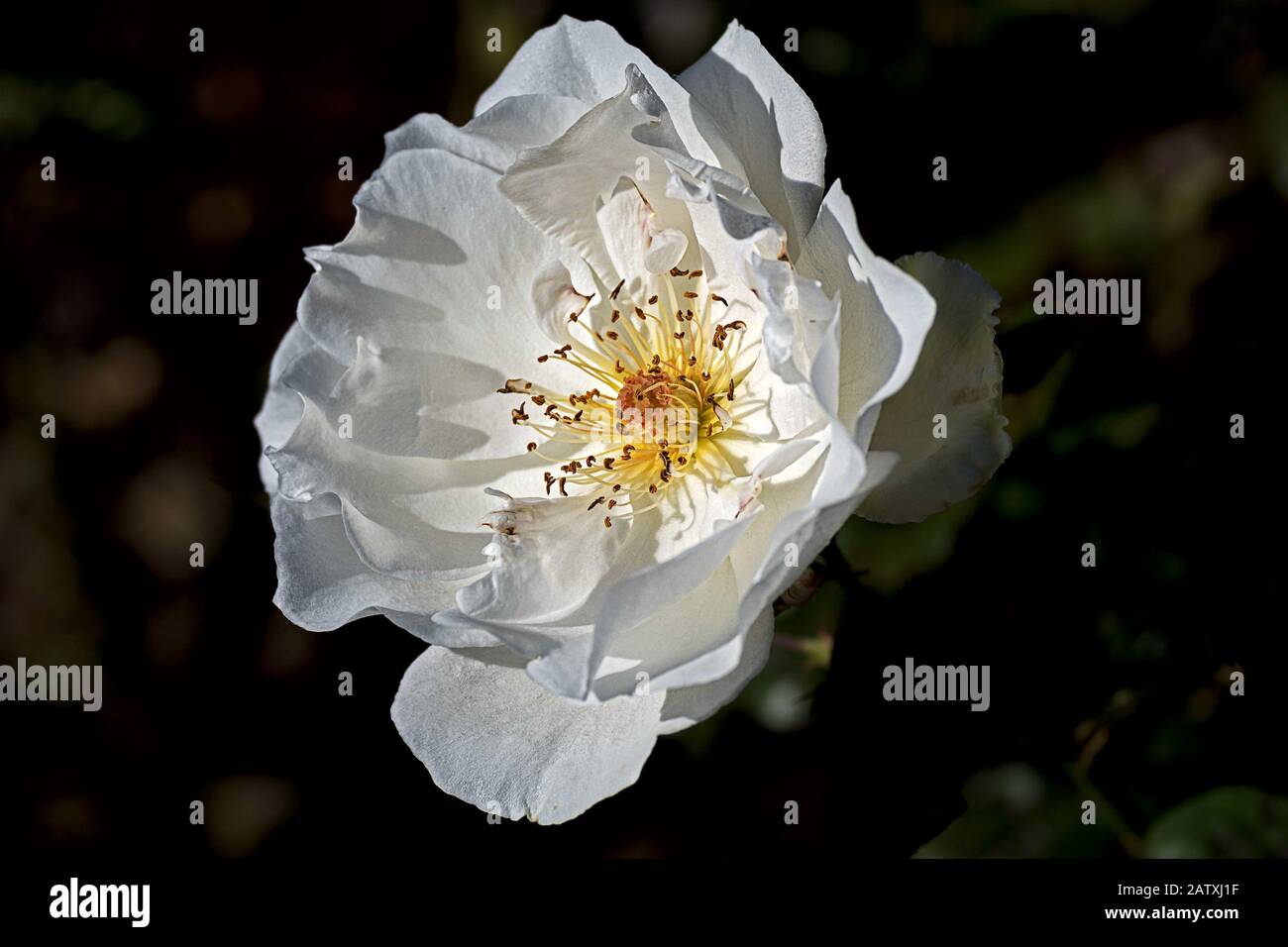 grande fleur blanche ouverte d'un arbuste blanc rose avec des étamines  jaunes et pistil Photo Stock - Alamy