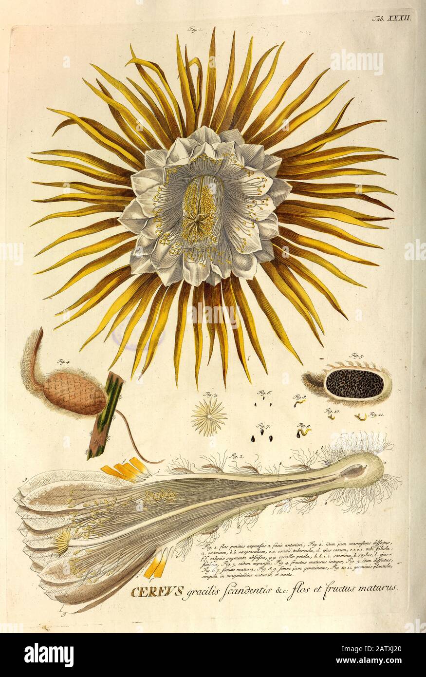 Gravure colorée de Copperplate d'une floraison Cereus Cactus de hortus nitidissimus par Christoph Jakob Trew (Nuremberg 1750-1792) Banque D'Images
