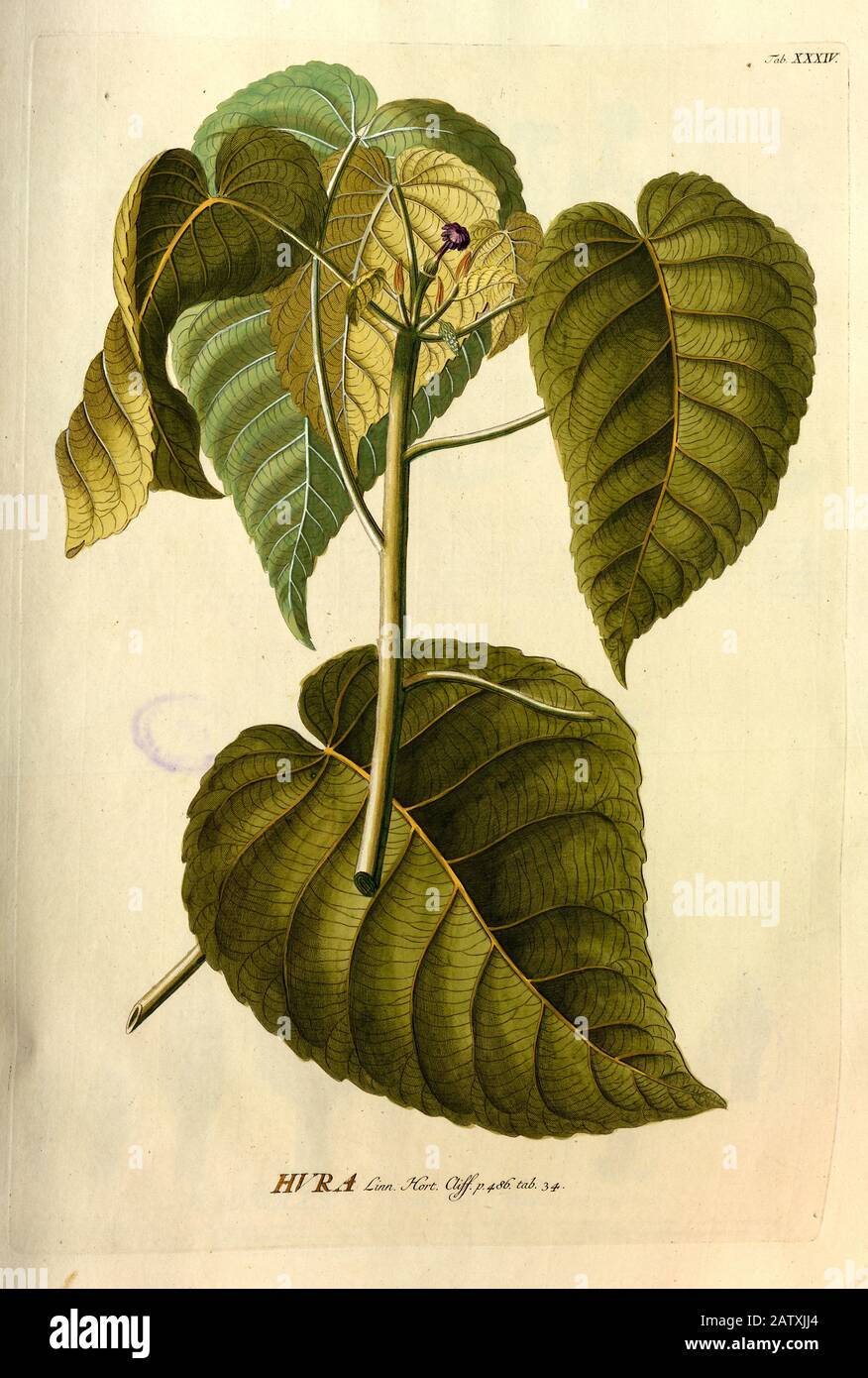 Gravure colorée de Copperplate d'un arbre Hura de hortus nitidissimus par Christoph Jakob Trew (Nuremberg 1750-1792) Banque D'Images