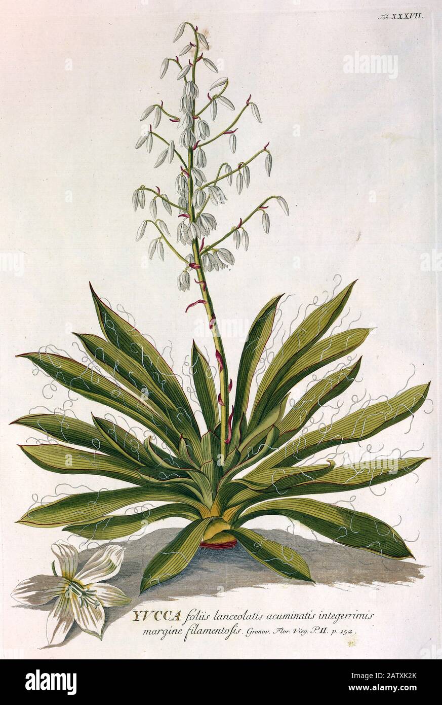 Gravure colorée de Copperplate d'une plante yucca à fleurs de hortus nitidissimus par Christoph Jakob Trew (Nuremberg 1750-1792) Banque D'Images