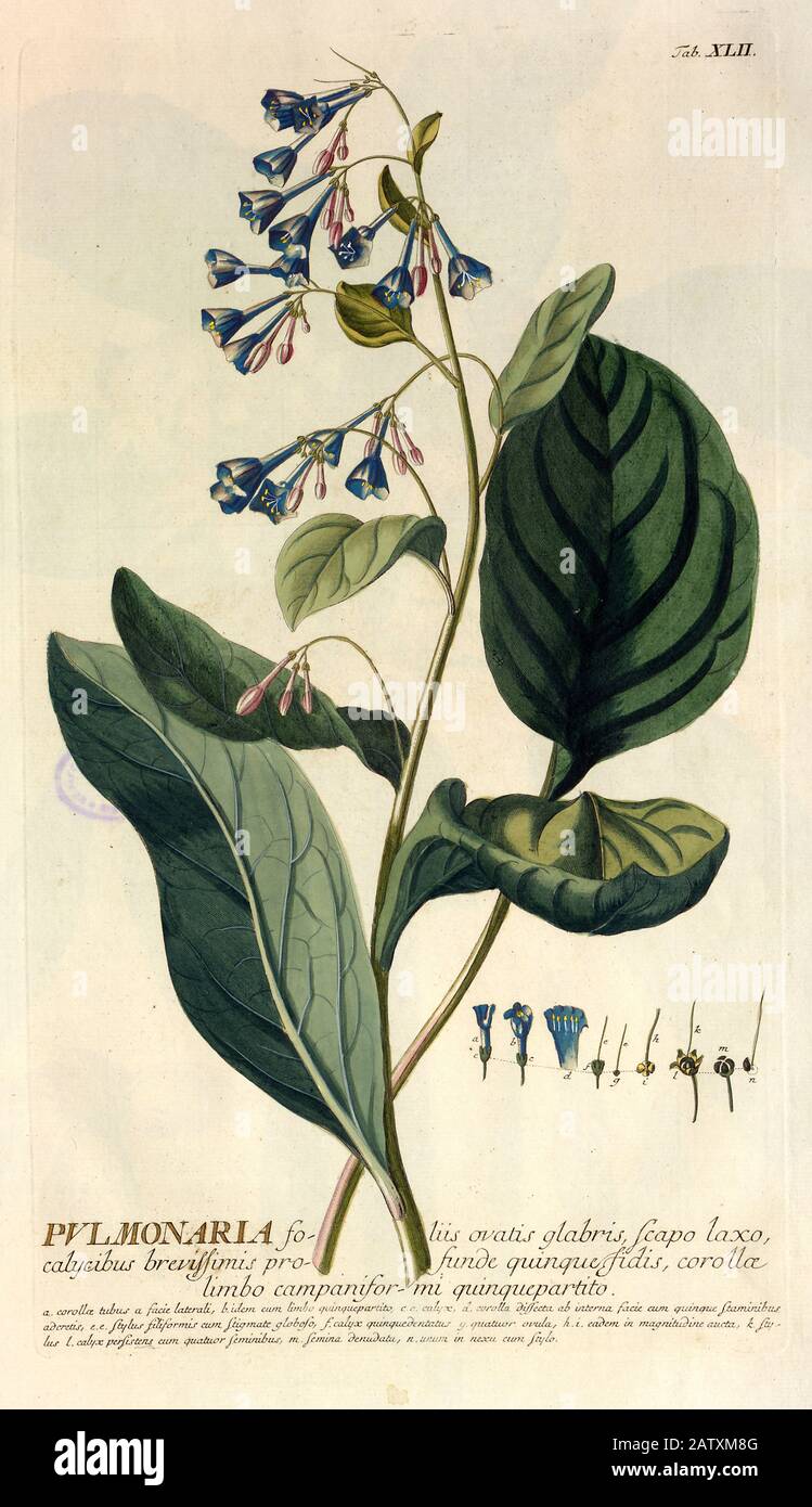 Gravure colorée de Copperplate d'une plante à fleurs Pulmonaria de hortus nitidissimus par Christoph Jakob Trew (Nuremberg 1750-1792) Banque D'Images