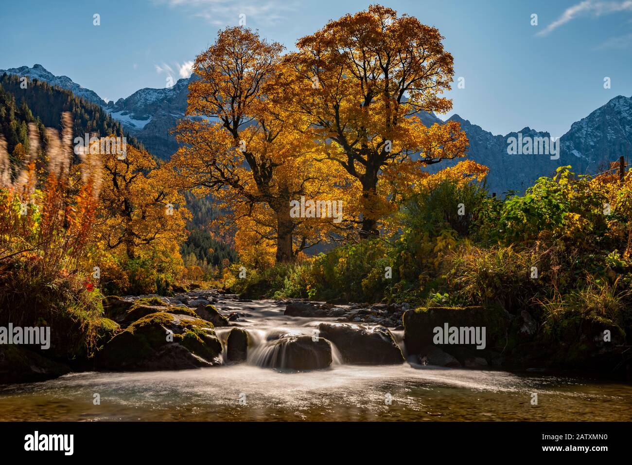 Érable d'automne (Acer) en contre-jour avec petit ruisseau de montagne, Ahornboden, Hinterriss, Autriche Banque D'Images