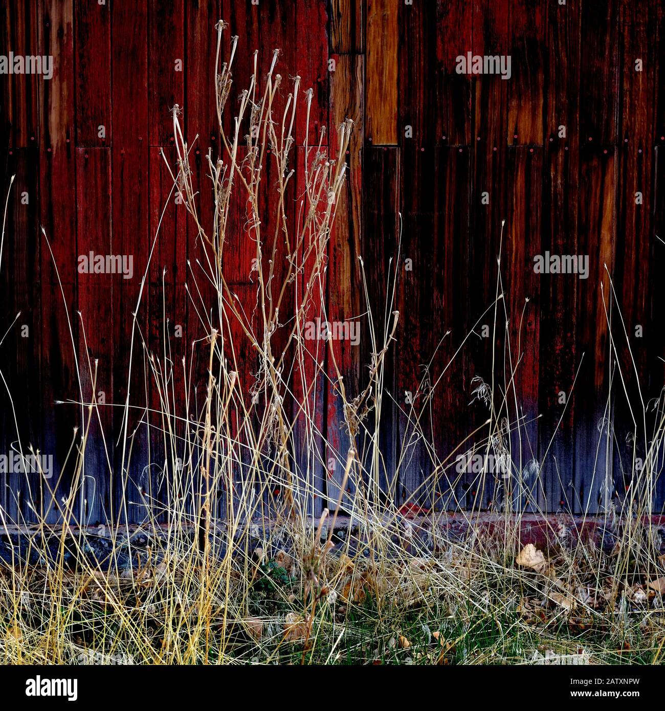 Vieille Grange rouge dans le champ Fin de l'automne ou brun automne herbe Weathered Wood Banque D'Images Vieille Grange rouge dans le champ Fin de l'automne ou brun automne herbe Weathered Wood Banque D'Images