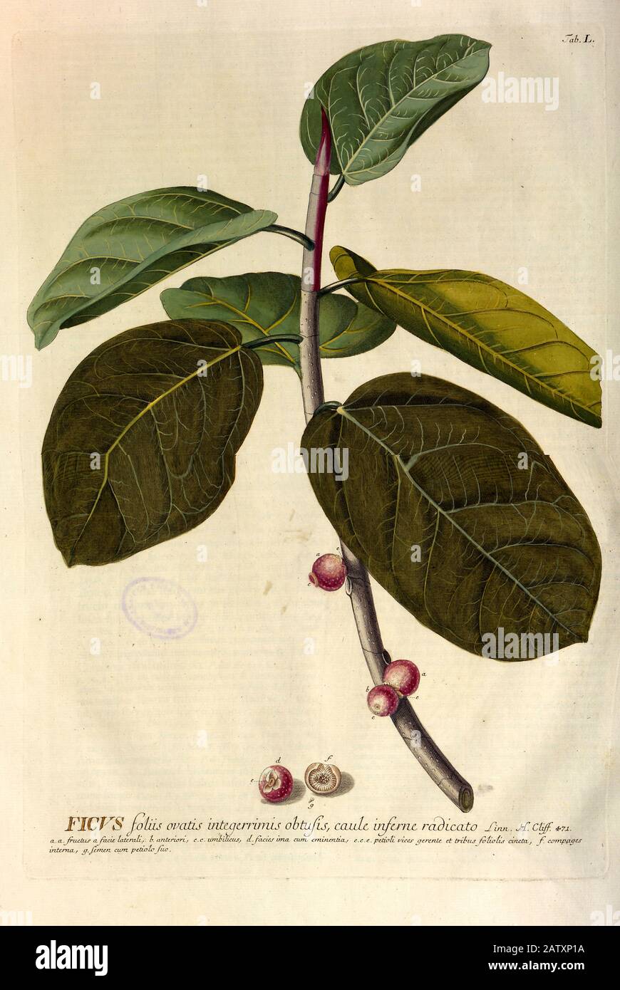 Gravure colorée de Copperplate d'une branche de fiche de hortus nitidissimus par Christoph Jakob Trew (Nuremberg 1750-1792) Banque D'Images