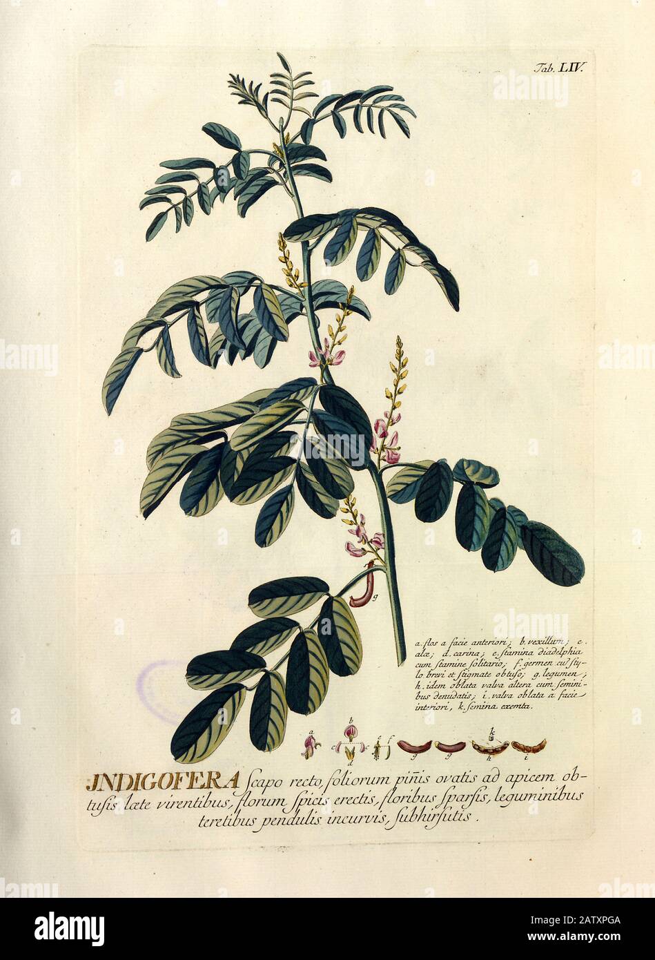 Gravure colorée de Copperplate d'une fleur d'indigofera de hortus nitidissimus par Christoph Jakob Trew (Nuremberg 1750-1792) Banque D'Images
