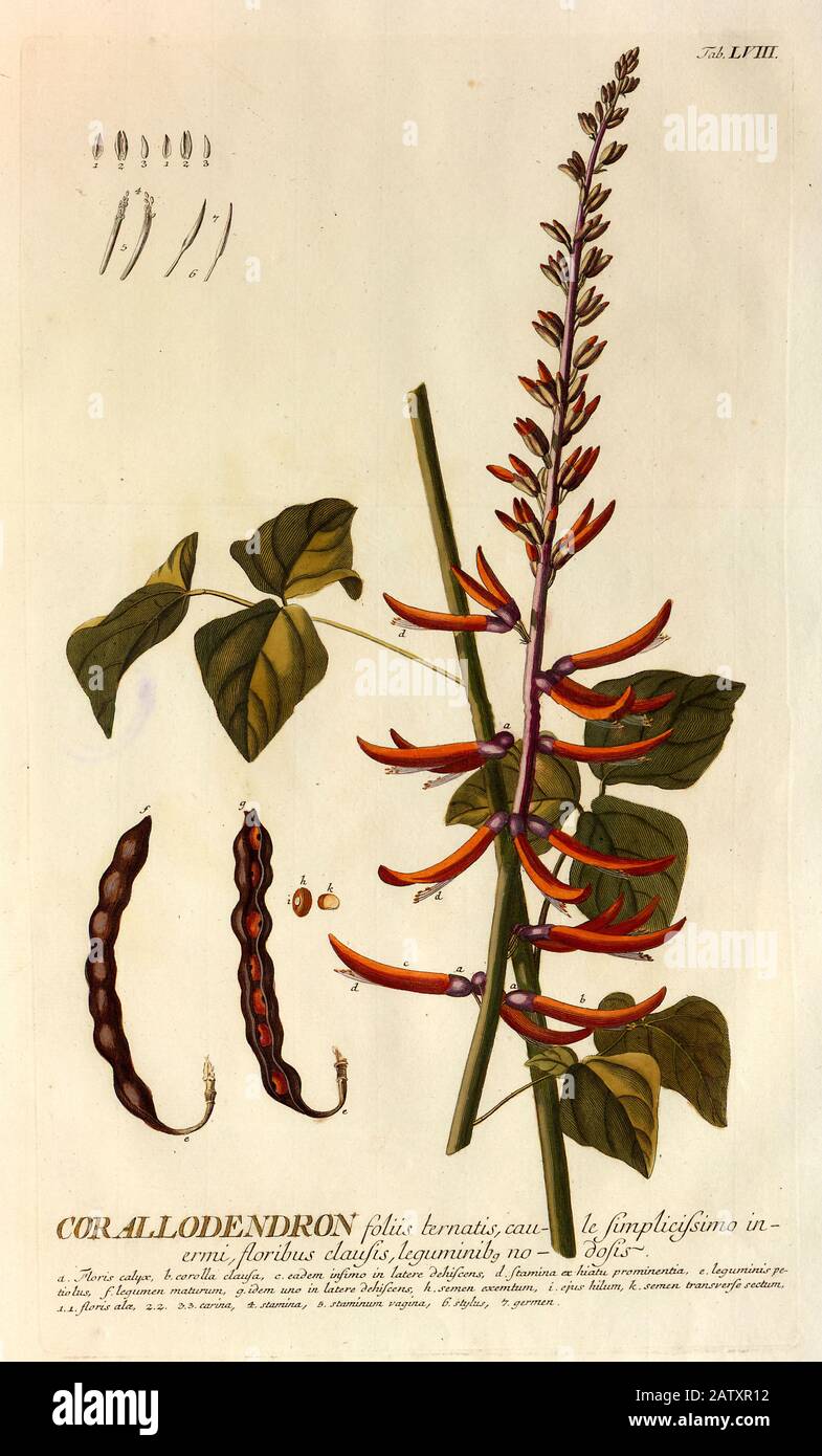Gravure colorée de Copperplate d'un corallodendron (Erythrina) de hortus nitidissimus par Christoph Jakob Trew (Nuremberg 1750-1792) Banque D'Images