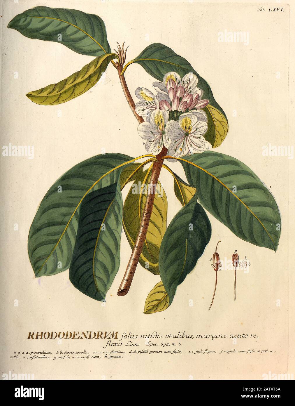 Gravure colorée d'une branche Rhododendron de hortus nitidissimus par Christoph Jakob Trew (Nuremberg 1750-1792) Banque D'Images