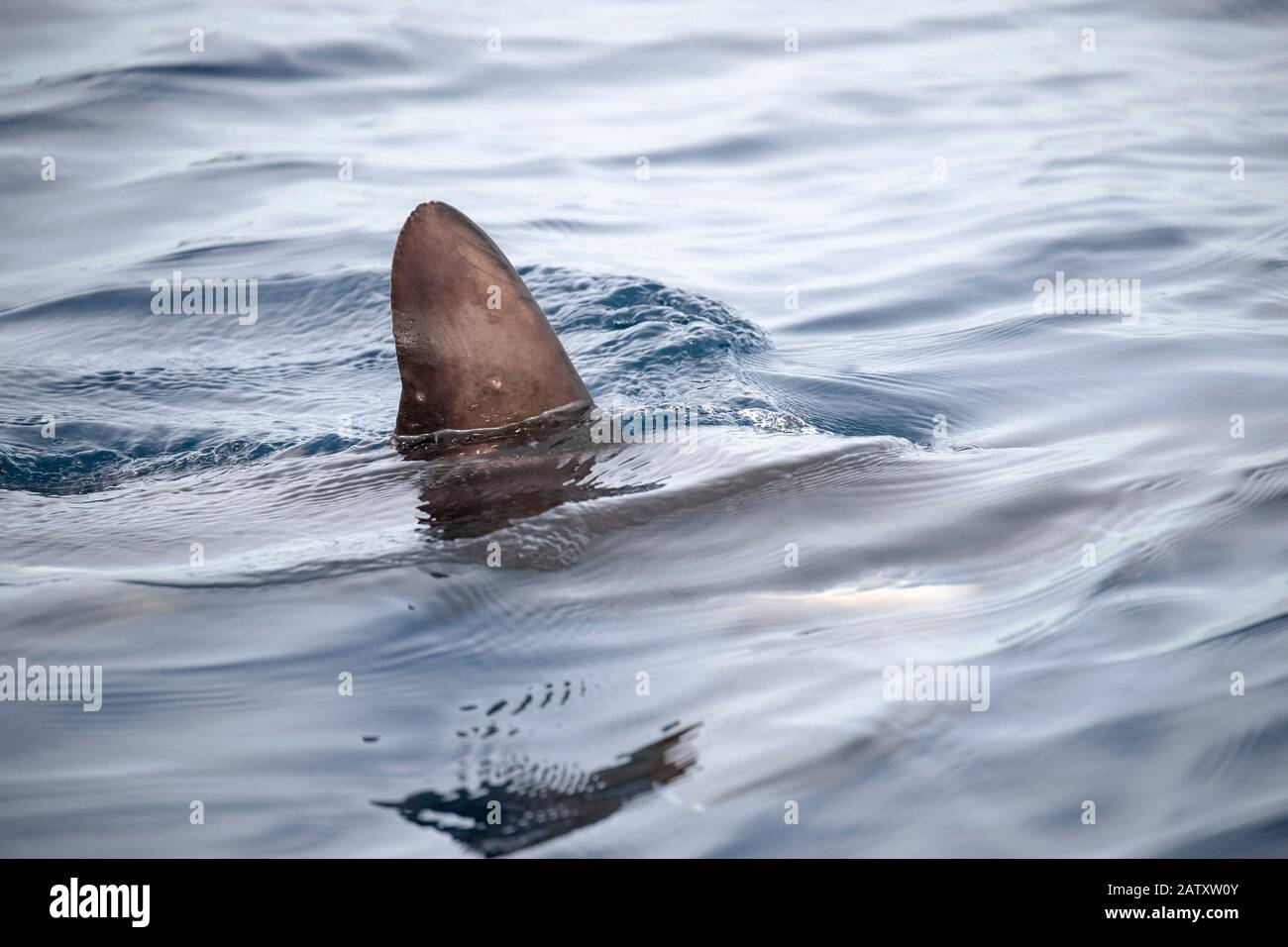 Requin-batteur commun, Alopias vulpinus, baie de Santa Monica, comté de Los Angeles, Californie, États-Unis, Océan Pacifique Banque D'Images