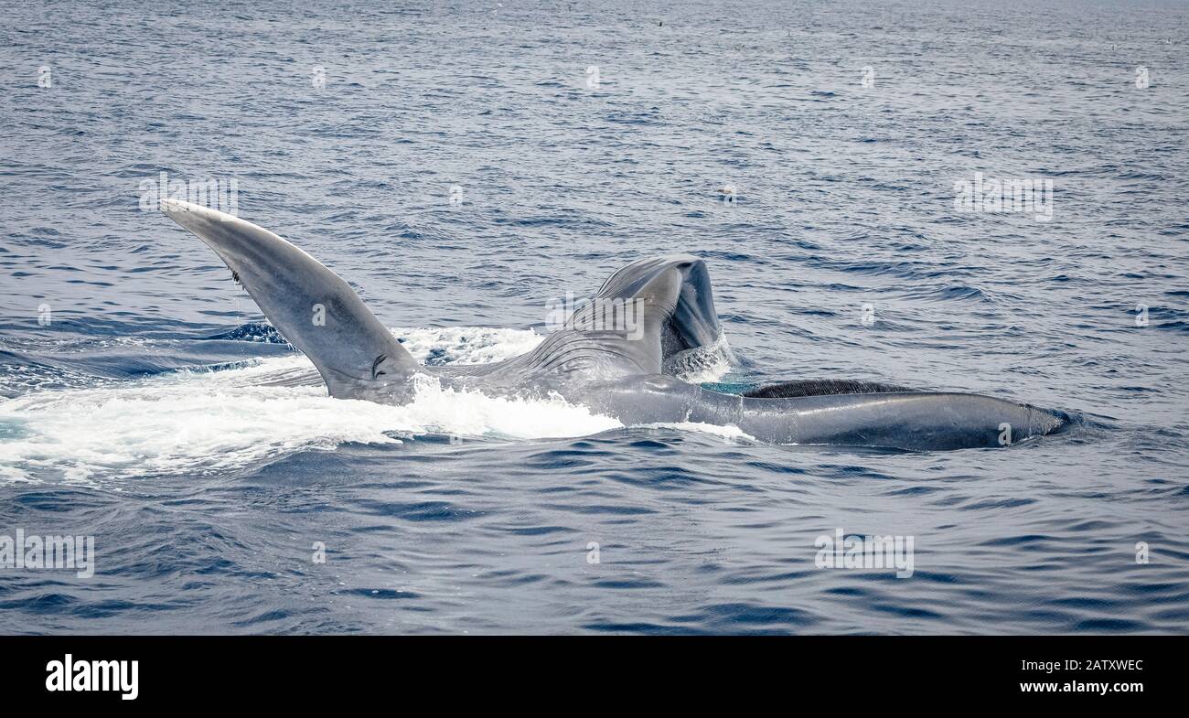 Baleine bleue, Balaenoptera musculus, se nourrissant sur le krill à la surface, Nine-Mile Bank, San Diego, Californie, États-Unis, Océan Pacifique Banque D'Images