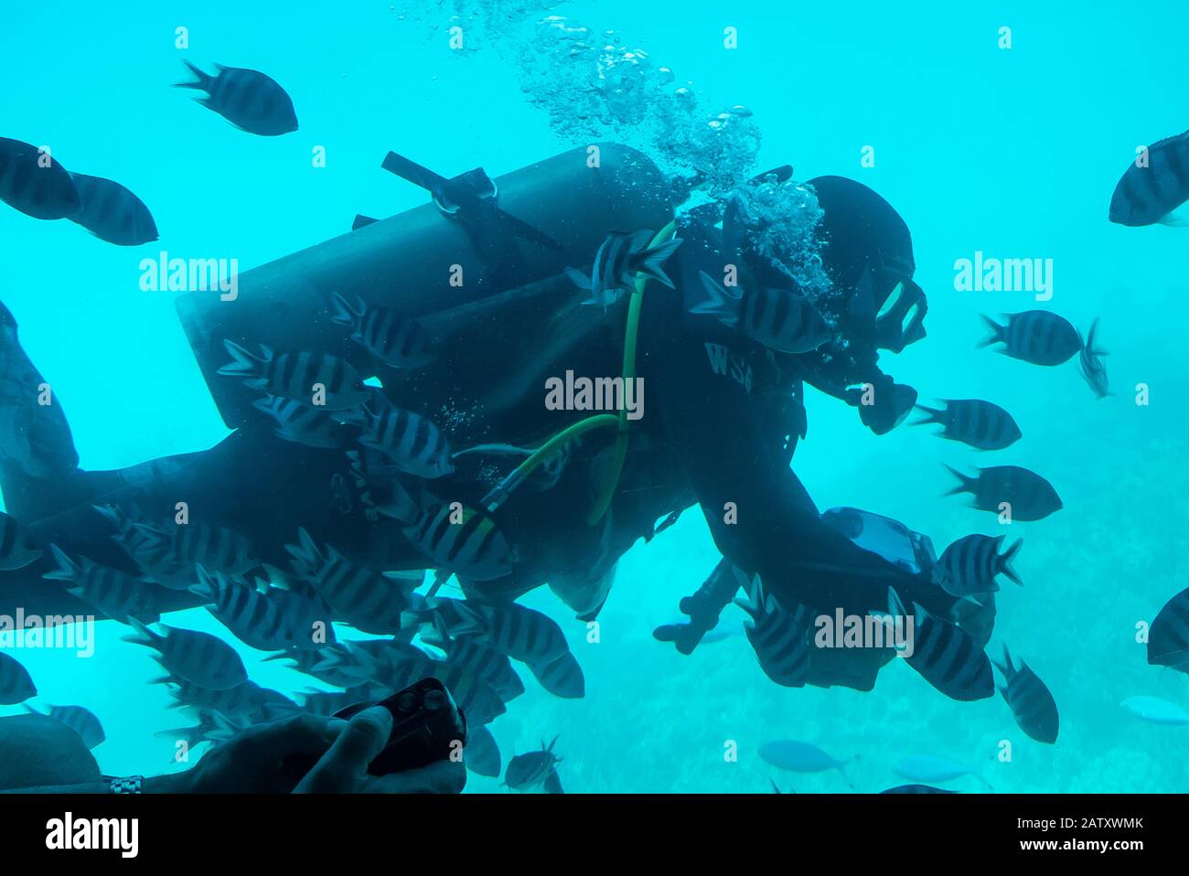Egypte : explorer un récif près de Hurghada, de l'intérieur d'un bateau à fond de verre Banque D'Images