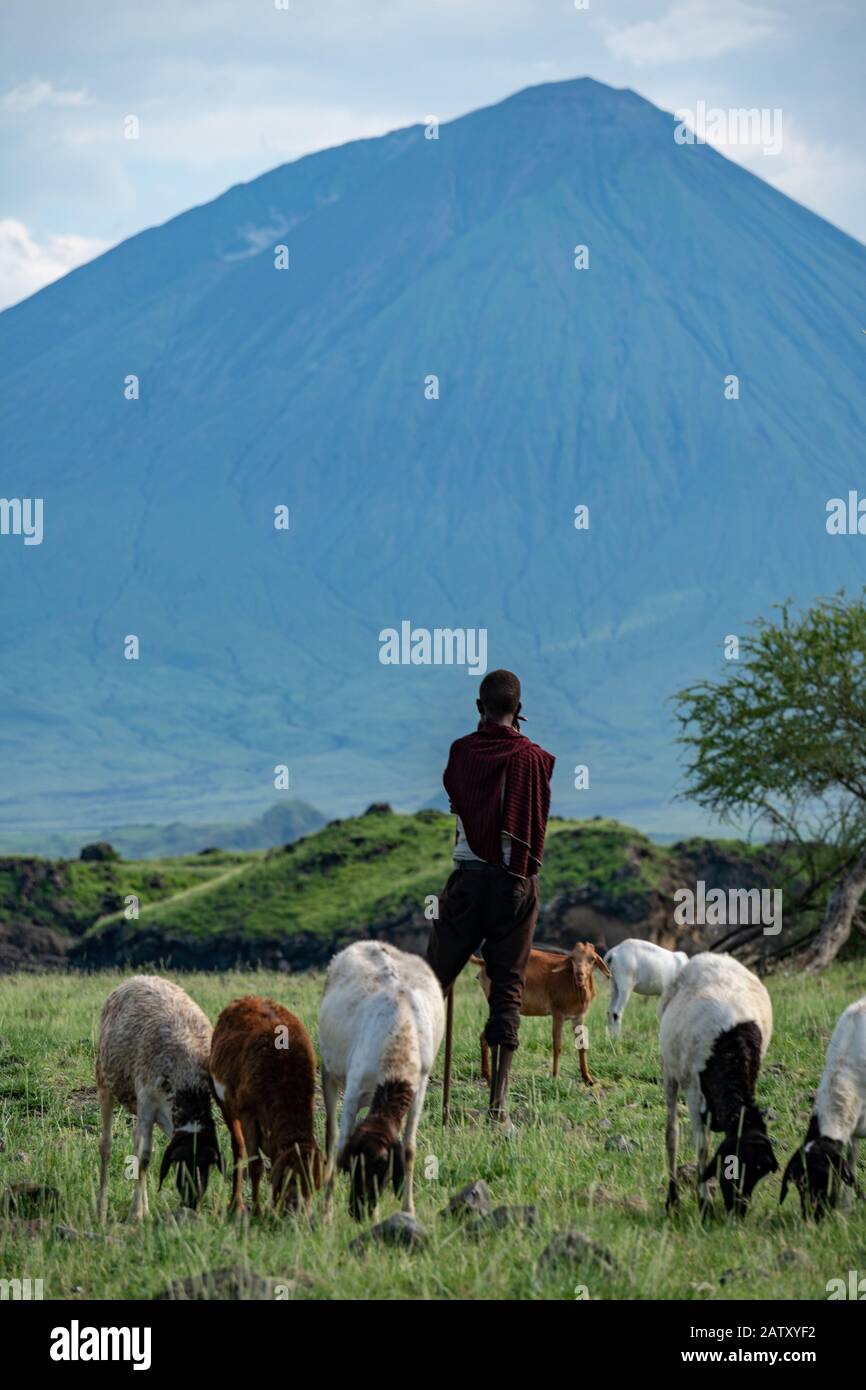 Le berger de Maasai avec troupeau de moutons et Ol Doinyo Lengai sur fond. Maasailand, Engare Sero, Côte Du Lac De Natron, Vallée Du Rift Banque D'Images