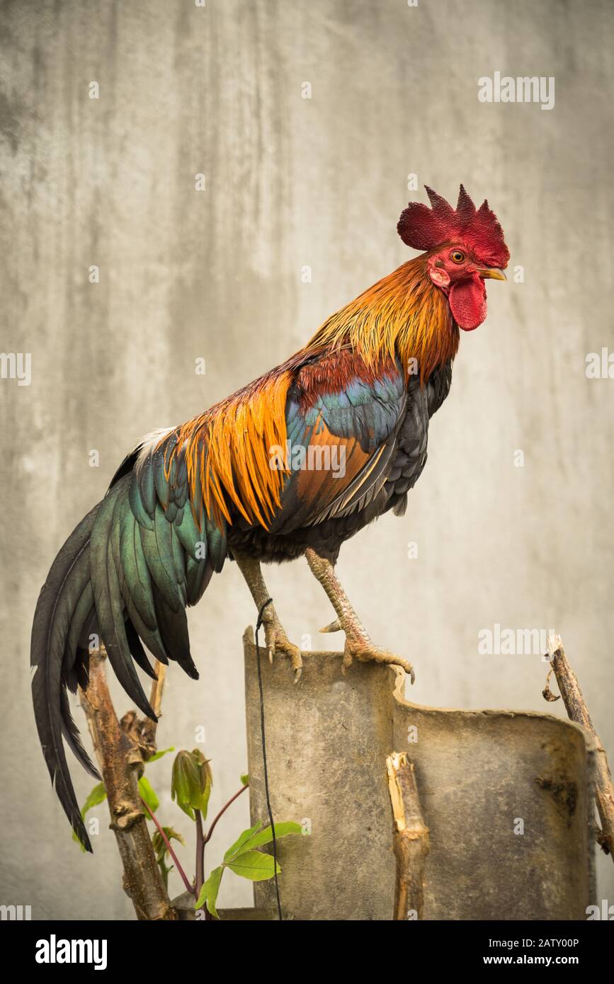 Un coq coloré dans le profil contre un mur gris d'arrière-plan qui améliore sa beauté. Banque D'Images