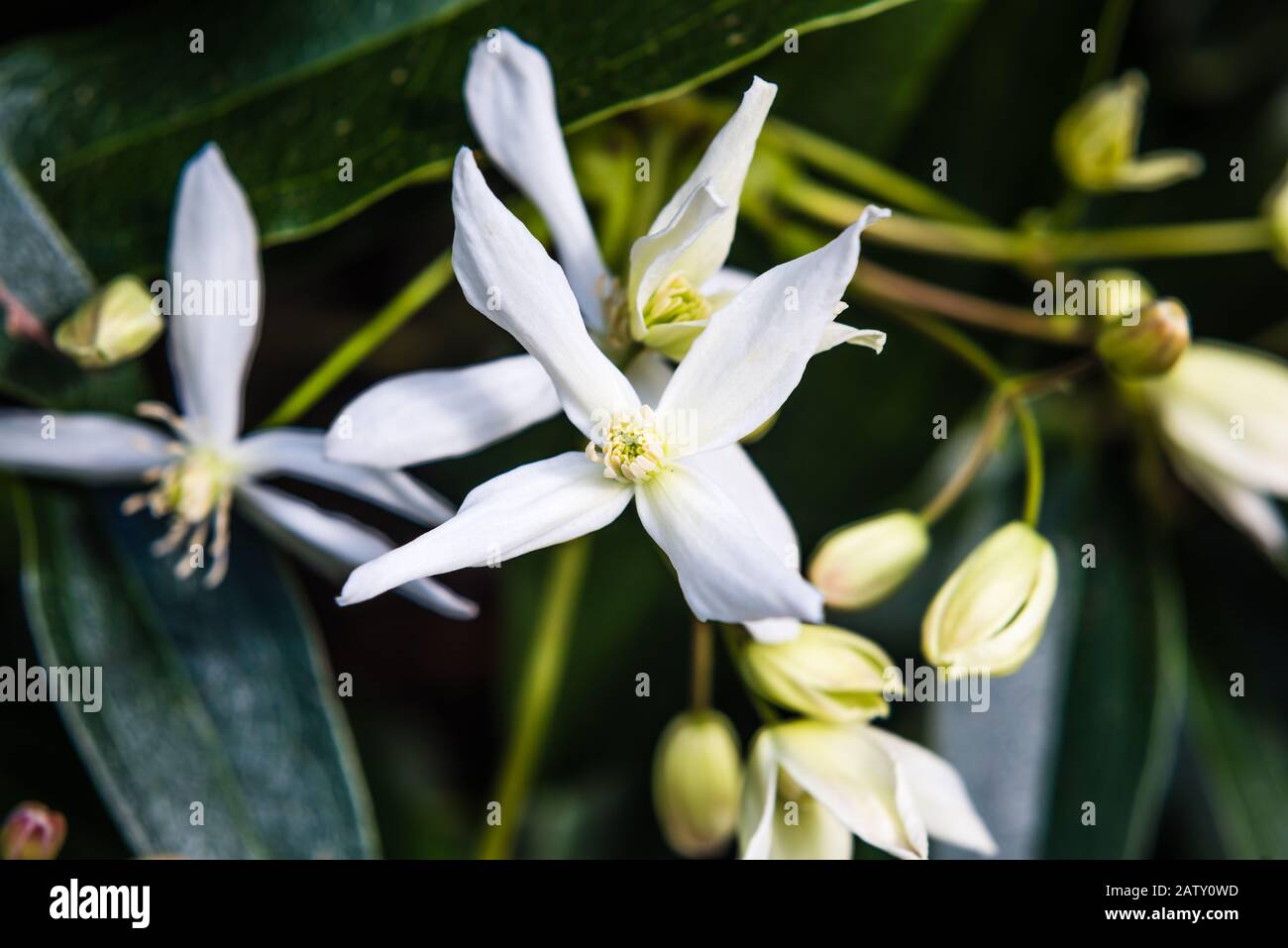 Clematis Armandii grandit dans un jardin de campagne. Banque D'Images