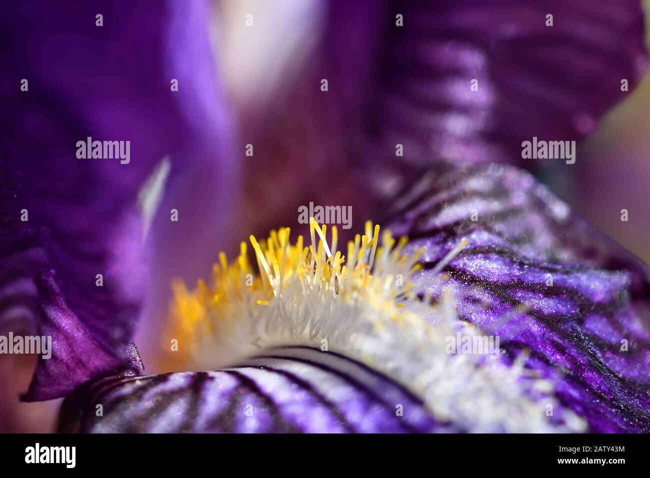 Détails de l'iris mauve avec des étamines jaunes et blanches entre les lumières et les ombres avec le pollen brillant comme s'il était glitter Banque D'Images