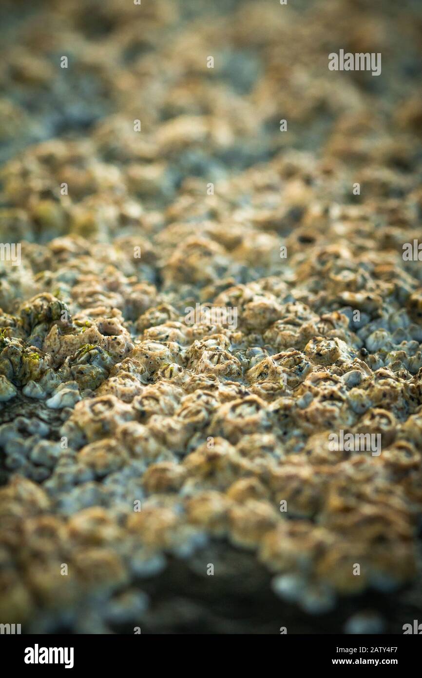 Vue rapprochée sur une gamme de barnacles qui poussent dans les piscines rocheuses de la Yorkshire Coast Banque D'Images