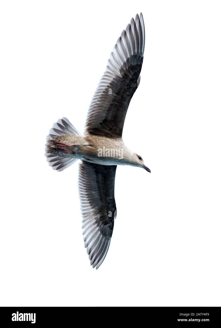 Oiseau mouette. Goéland volant isolé sur le fond blanc. Mouette du Pacifique. Banque D'Images