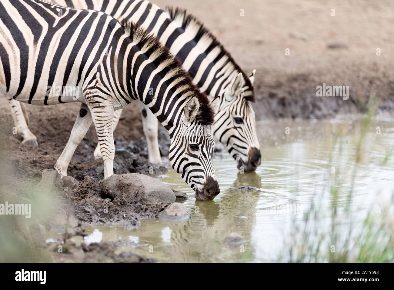 Zèbres buvant de l'eau dans le désert Banque D'Images