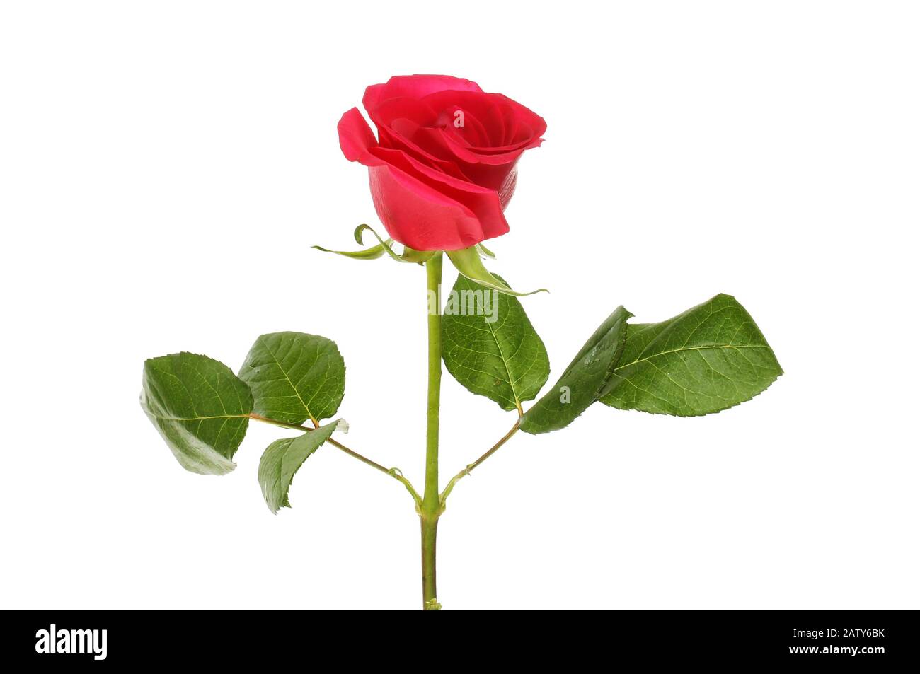 Rose rouge, fleur et feuillage isolés contre blanc Banque D'Images