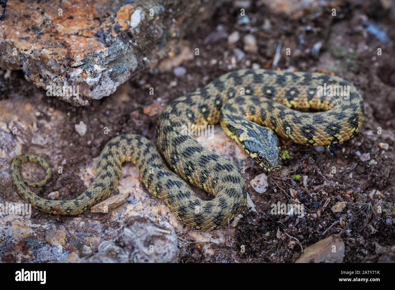 Natrix maura est un serpent d'eau nicheur dans certaines régions (camargue, du genre Natrix. Son nom commun est viperine snake viperine ou serpent d'eau. Banque D'Images