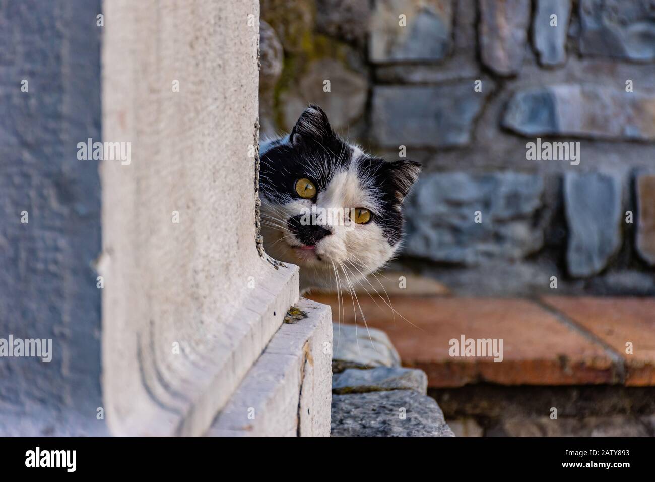 Un chat noir et blanc timide se cachant derrière le coin regardant ...