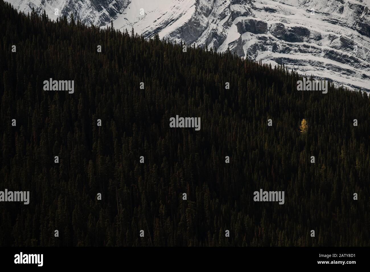 Kananaskis Alberta Canada à l'automne Banque D'Images